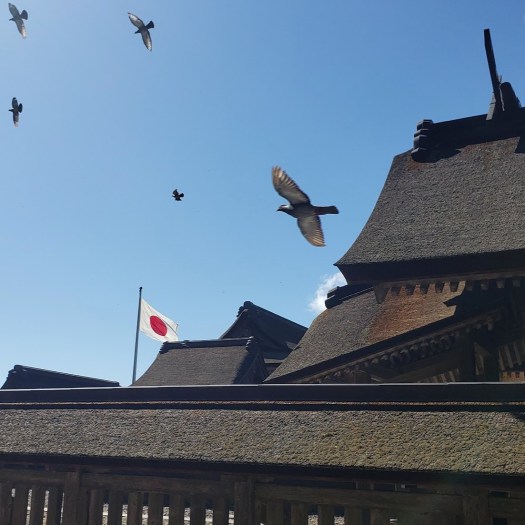 Birds flying over Izumo Taisha, October 2024